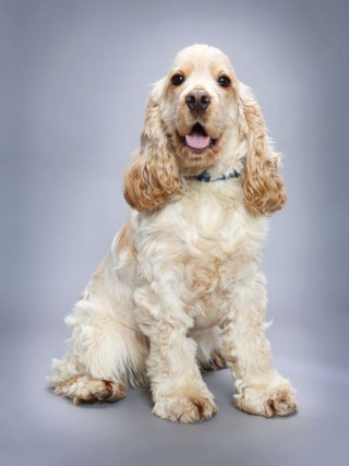 Oscar the dog