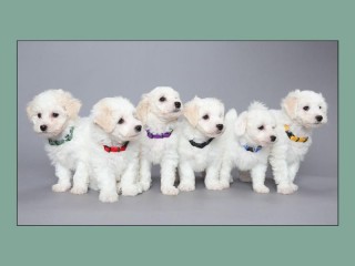 Six Puppies